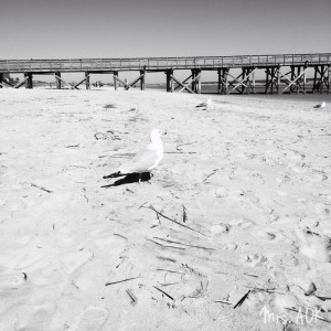 Beach IOP South Carolina