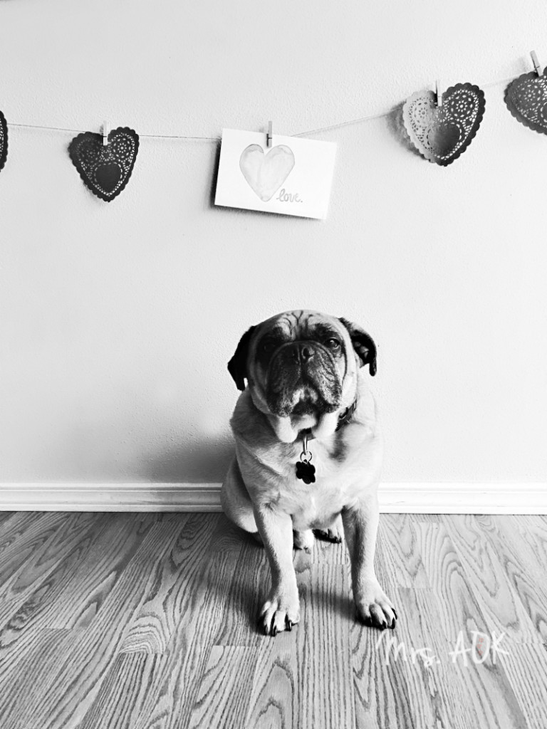 Thank You Notes| Thank you, fur baby, for being the most photogenic dog ever!